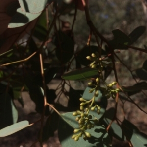 Eucalyptus polyanthemos at QPRC LGA - 16 May 2018 11:00 AM