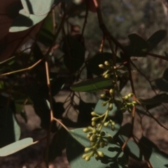 Eucalyptus polyanthemos at Googong, NSW - 16 May 2018