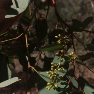 Eucalyptus polyanthemos at Googong, NSW - 16 May 2018