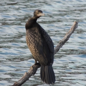 Phalacrocorax sulcirostris at Campbell, ACT - 9 May 2018 06:17 PM