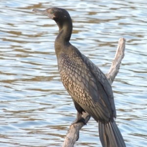 Phalacrocorax sulcirostris at Campbell, ACT - 9 May 2018 06:17 PM