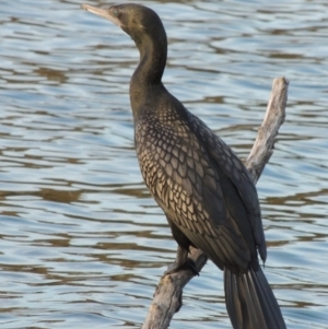 Phalacrocorax sulcirostris at Campbell, ACT - 9 May 2018 06:17 PM