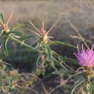 Centaurea calcitrapa at Campbell, ACT - 9 May 2018