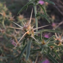 Centaurea calcitrapa at Campbell, ACT - 9 May 2018