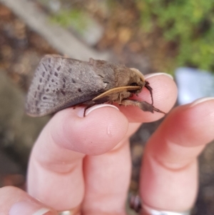 Oxycanus silvanus at Mitchell, ACT - 30 May 2018