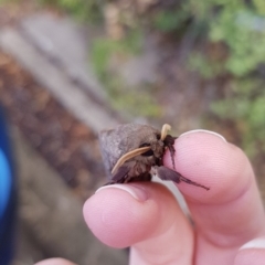 Oxycanus silvanus at Mitchell, ACT - 30 May 2018 10:03 AM