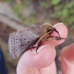 Oxycanus silvanus at Mitchell, ACT - 30 May 2018 10:03 AM