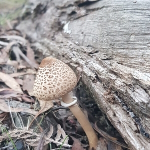 Macrolepiota clelandii at Paddys River, ACT - 20 May 2018 04:30 PM