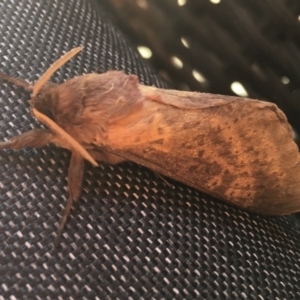 Oxycanus silvanus at Wolumla, NSW - 30 May 2018 10:43 AM