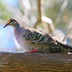 Phaps chalcoptera (Common Bronzewing) at Sanctuary Point - Basin Walking Track Bushcare - 28 Mar 2017 by Charles Dove