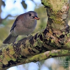 Colluricincla harmonica (Grey Shrikethrush) at Undefined - 26 Mar 2017 by Charles Dove