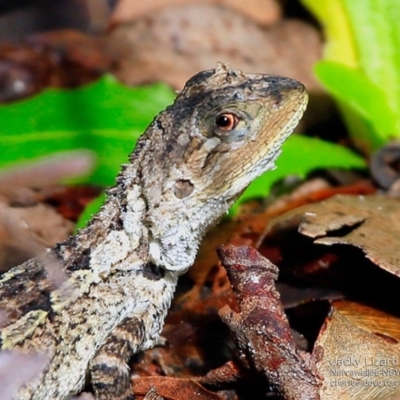 Amphibolurus muricatus (Jacky Lizard) at Coomee Nulunga Cultural Walking Track - 28 Mar 2017 by CharlesDove