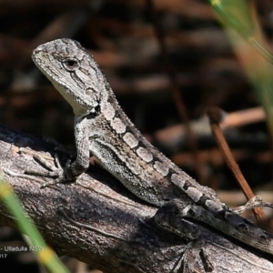 Amphibolurus muricatus at Ulladulla, NSW - 28 Mar 2017