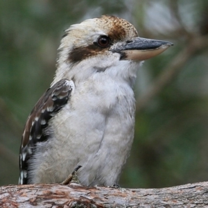 Dacelo novaeguineae at Garrads Reserve Narrawallee - 28 Mar 2017