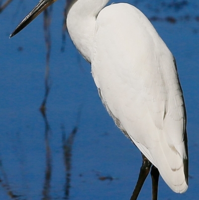 Egretta garzetta (Little Egret) at Undefined - 29 Mar 2017 by CharlesDove