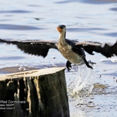 Microcarbo melanoleucos (Little Pied Cormorant) at Undefined - 28 Mar 2017 by Charles Dove