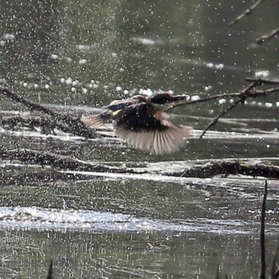 Todiramphus sanctus (Sacred Kingfisher) at Undefined - 28 Mar 2017 by Charles Dove