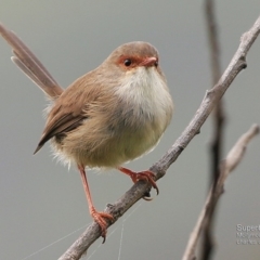 Malurus cyaneus (Superb Fairywren) at Undefined - 27 Mar 2017 by Charles Dove