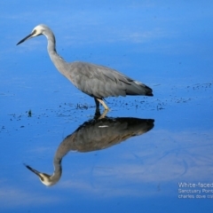 Egretta novaehollandiae (White-faced Heron) at Undefined - 28 Mar 2017 by Charles Dove