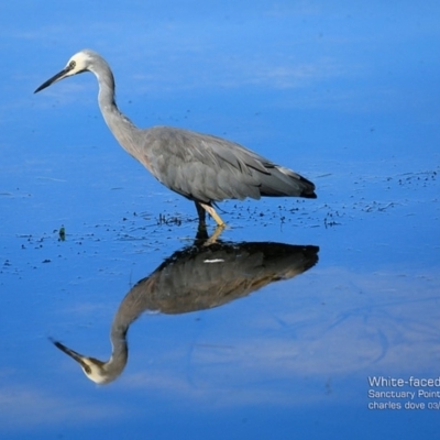 Egretta novaehollandiae (White-faced Heron) at Undefined - 29 Mar 2017 by CharlesDove