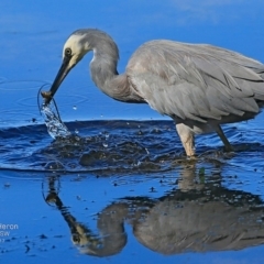 Egretta novaehollandiae at undefined - 29 Mar 2017