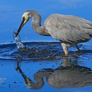 Egretta novaehollandiae at undefined - 29 Mar 2017