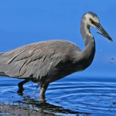 Egretta novaehollandiae at undefined - 29 Mar 2017