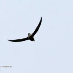 Hirundapus caudacutus (White-throated Needletail) at Undefined - 31 Mar 2017 by CharlesDove
