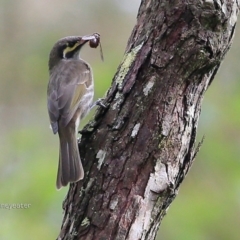 Caligavis chrysops (Yellow-faced Honeyeater) at Garrads Reserve Narrawallee - 28 Mar 2017 by CharlesDove