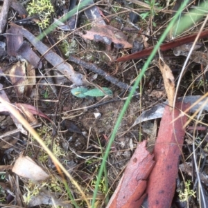 Glossodia major at Canberra Central, ACT - suppressed