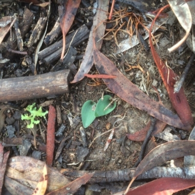 Eriochilus cucullatus (Parson's Bands) at Mount Majura - 30 May 2018 by petersan