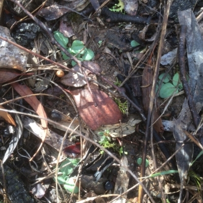 Unverified Orchid at Mount Majura - 30 May 2018 by petersan