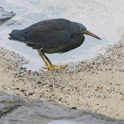 Egretta sacra (Eastern Reef Egret) at Undefined - 21 Mar 2017 by CharlesDove