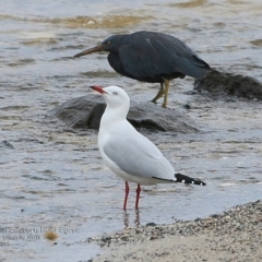 Egretta sacra at undefined - 21 Mar 2017 12:00 AM