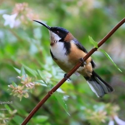 Acanthorhynchus tenuirostris (Eastern Spinebill) at Burrill Lake Aboriginal Cave Walking Track - 14 Mar 2017 by CharlesDove