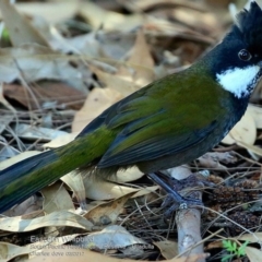 Psophodes olivaceus (Eastern Whipbird) at South Pacific Heathland Reserve - 14 Mar 2017 by Charles Dove