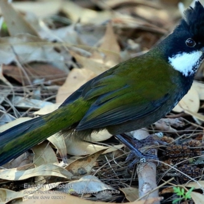 Psophodes olivaceus (Eastern Whipbird) at South Pacific Heathland Reserve - 14 Mar 2017 by CharlesDove