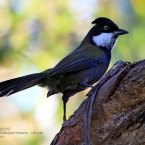 Psophodes olivaceus at South Pacific Heathland Reserve - 14 Mar 2017