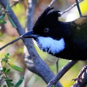 Psophodes olivaceus at South Pacific Heathland Reserve - 14 Mar 2017