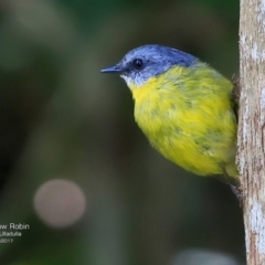 Eopsaltria australis (Eastern Yellow Robin) at Ulladulla, NSW - 15 Mar 2017 by Charles Dove