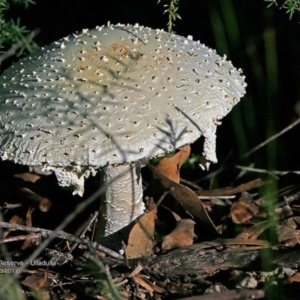 Amanita sp. at South Pacific Heathland Reserve WP01 - 12 Mar 2017 12:00 AM