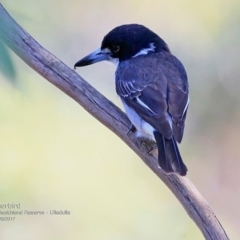 Cracticus torquatus (Grey Butcherbird) at South Pacific Heathland Reserve - 12 Mar 2017 by CharlesDove