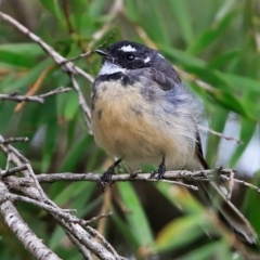 Rhipidura albiscapa (Grey Fantail) at Undefined - 16 Mar 2017 by CharlesDove