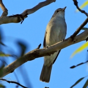 Colluricincla harmonica at South Pacific Heathland Reserve - 14 Mar 2017 12:00 AM