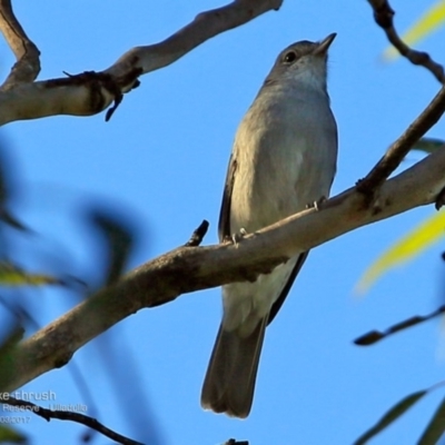 Colluricincla harmonica (Grey Shrikethrush) at South Pacific Heathland Reserve - 13 Mar 2017 by Charles Dove