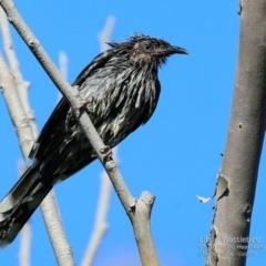 Anthochaera chrysoptera (Little Wattlebird) at South Pacific Heathland Reserve - 16 Mar 2017 by CharlesDove