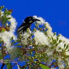 Phylidonyris novaehollandiae (New Holland Honeyeater) at South Pacific Heathland Reserve - 6 Mar 2017 by CharlesDove