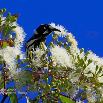 Phylidonyris novaehollandiae (New Holland Honeyeater) at South Pacific Heathland Reserve - 5 Mar 2017 by Charles Dove