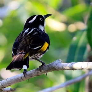 Phylidonyris novaehollandiae at South Pacific Heathland Reserve - 6 Mar 2017