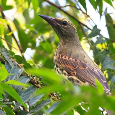 Oriolus sagittatus (Olive-backed Oriole) at Ulladulla, NSW - 10 Mar 2017 by CharlesDove